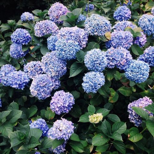 trashfriend:Hydrangeas are so beautiful they look other worldly