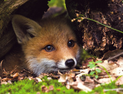 everythingfox: Baby fox getting ready for