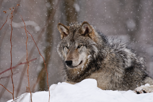 nubbsgalore:  les animaux en hiver, part two. photos by greg schneider, daniel parent, christopher dodds, michael cummings, roeselien raimond, michelle valberg and dan kitwood (see also: part one and birds)  