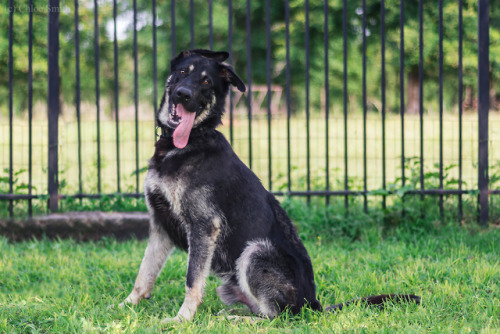 thelazypetowner: Here’s another boy I took pictures of for Austin German Shepherd Rescue. :) H