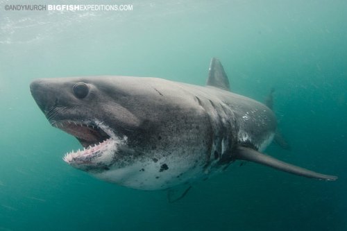 oceansrealm:  Salmon Shark - Lamna ditropis Photo By: Andy MurchSource: Big Fish Expeditions