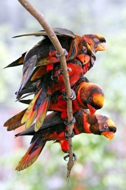 Dark Rainbow (Dusky Lorikeets)