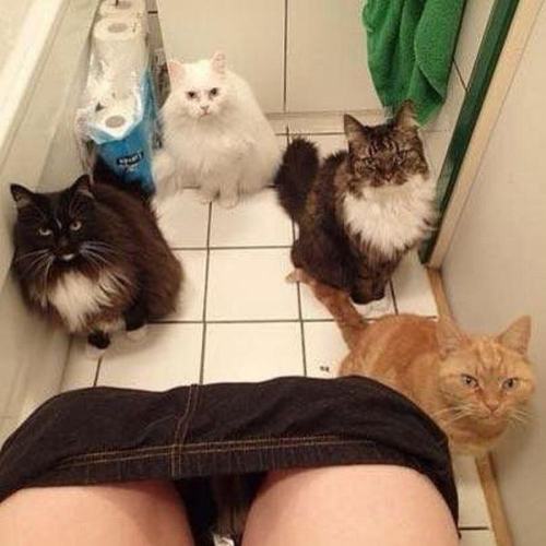 pleatedjeans:  Cat Owners Will Understand (21 Pics)