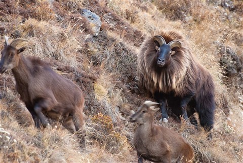 sixpenceee:  The Himalayan Tahr is a relative of the wild goat and is specially adapted to life on the rugged mountain slopes of the Himalayas. It has a dense, reddish to dark brown woolly coat with a thick undercoat, keeping it warm in the winter. In