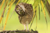 is-the-owl-video-cute:is-the-owl-video-cute:Obsessed with animals that don’t immediately understand something and just tilt their head about it. Does it make any more sense at a 45° angle, bud?Birds give you a 120° angle of immense confusion. 