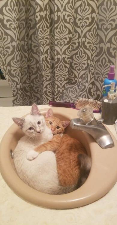 cuteness–overload:Opened the bathroom door to these two.Source: bit.ly/2SVf1CE