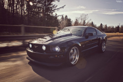 Ford Mustangs