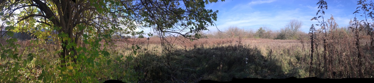 My view this morning.   Now where are the deer.  Papa needs to feed the family