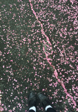 all the flower petals are falling off the