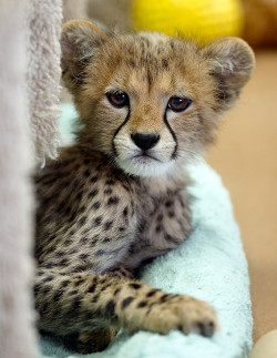 sdzsafaripark:Cheetah Cub by day1953 on Flickr.