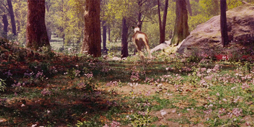 andantegrazioso:Biche craintive | La Belle et la Bête