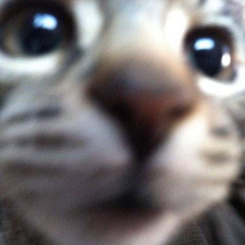 G-gatitos??