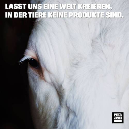 Gebt uns ein ❤️ wenn ihr mitmachen wollt! #vegan #change #petazwei #tierrechte #kuh #kühe #sprüche 