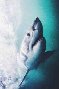 wolverxne:  Great White Shark | by: { Morne