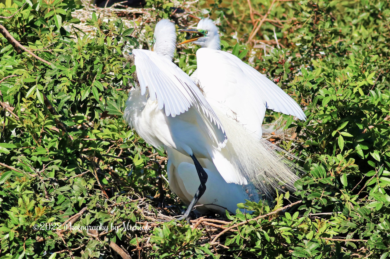 “If a bag is not resealable then it contains one serving. I don’t make the rules”(A pair of great egrets at the Venice Rookery in Florida) #greategret#Egret#bird#Birdwatching#nature#naturelover#naturephotography#swflorida#swfl#loveflorida#lovefl#veniceflorida#venicefl#michialeschneiderphotography