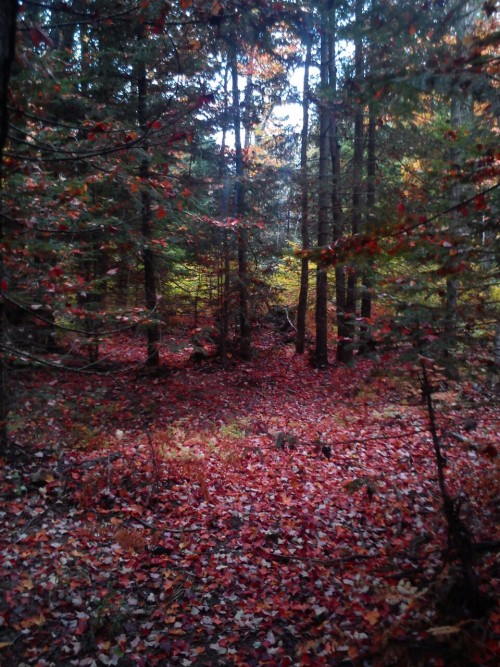 My adventure into neature