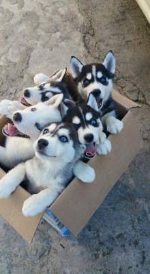 awwww-cute:  Package delivery (Source: http://ift.tt/1U5eAmw) 