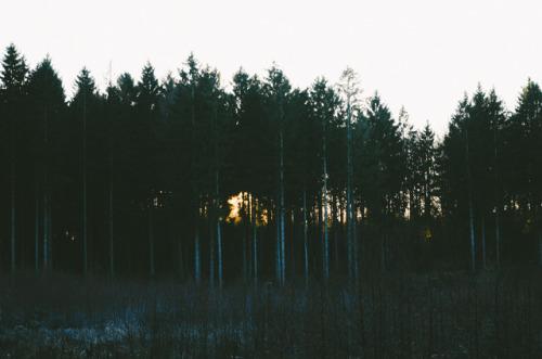 treesaremygods:Somewhere in Denmark, January 2018 | Sunset in Gribskov