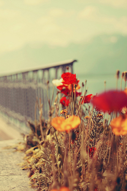 timefliestoday:  sem título by ►i.Anton on Flickr. 