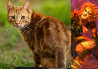 Jelicle Cats As Real Cats! The Toms