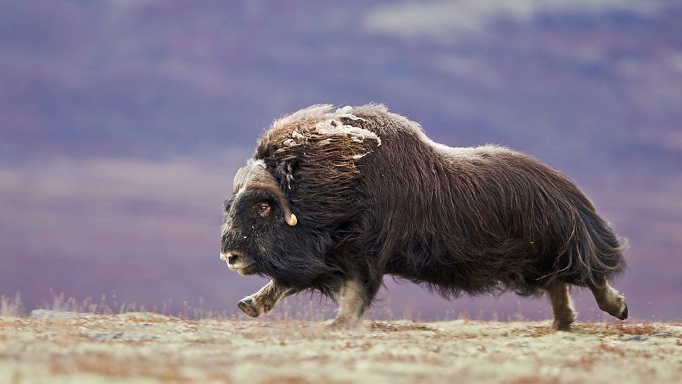 ainawgsd:  Musk Ox The musk ox (Ovibos moschatus) is an Arctic mammal of the family