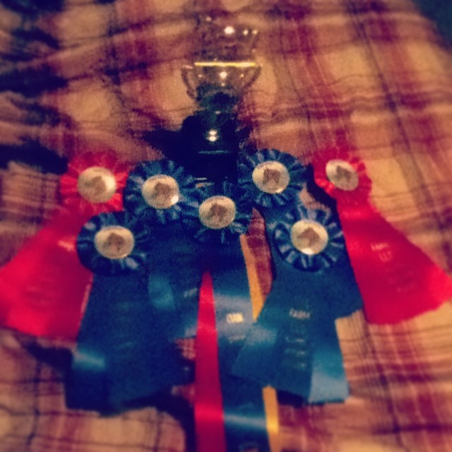 Todays winnings! 4 first place, 2 second place and division champion!! #horse #ribbons