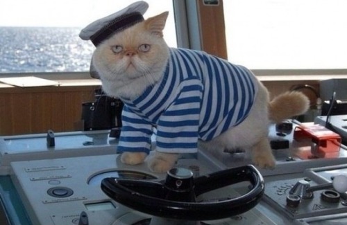 coolcatgroup: hayley566: A hardworking sailor He’s not even steering!!!! Who’s driving t