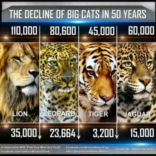 sex:  glidergirlstoyshop:  gryphknight:  bethelionqueen:  eevee-the-evolutionist:  cosmicallycosmopolitan:  This is making me really sad  Holy shit I didn’t realize there were that few tigers  PROTECT BIG CATS AT ALL COST  I remember seeing a documentary