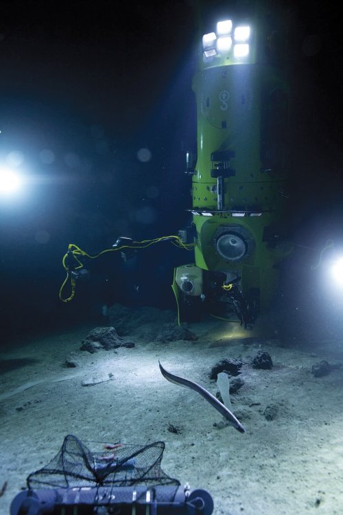 Microbes teeming in Earth&rsquo;s deepest place.The Challenger Deep in the Marianas trench is the de