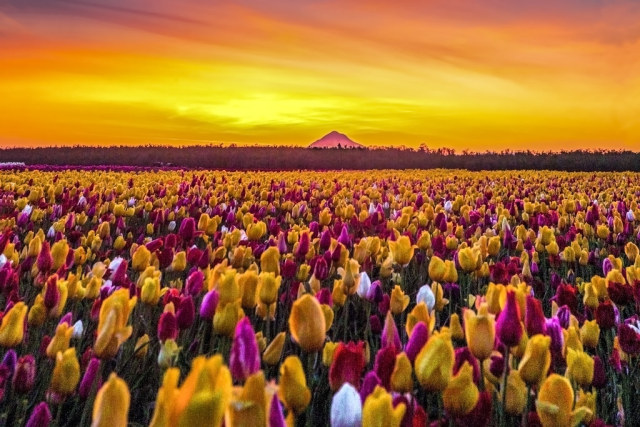 Spring Tulips by Cole Chase Photography #Spring Tulips#woodburn#oregon#woodenshoetulipfarms#tulips#spring#flowers#sunrise