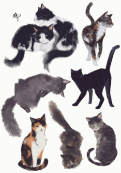 mikkapi:Studies of the cats I’ve known