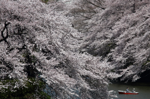 nubbsgalore:cherry blossoms over tokyo’s meguro river and chidorigafuchi moat photographed by (click