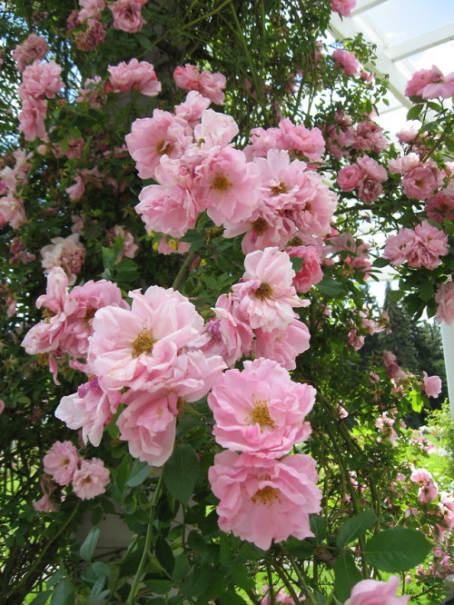 lantiquerose:My favorite pink climbing roses at my neighborhood garden ♡