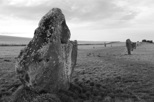 West Kennet Avenue, Avebury, 23.1.16. This impressive set of standing stones links Avebury with the 