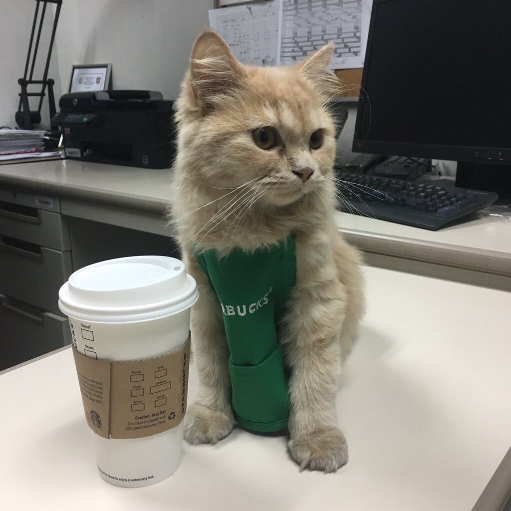 justcatposts:  “Sir, there is nothing but milk in my latte”