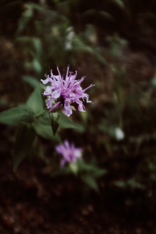 Colorado Trail day 3 - 15.4 milesWe woke up this morning to a pink glow coming through the trees as 