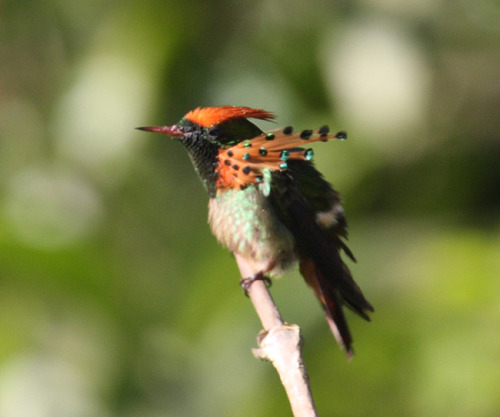 birdsbirds:  suchsmallhands:  birdsbirds:  deermary:  Tufted Coquette (Lophornis ornatus) of eastern Venezuela, Trinidad, Guiana and northern Brazil.  This bird should not be allowed.  This bird should be allowed EVERYWHERE, ALL THE TIME.  Yeah, actually,