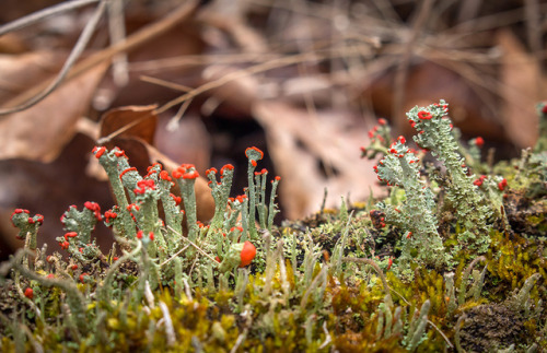 microcosmicobservations: Two similar species of Cladonia growing side-by-side - 1/18 at Mazomanie Oa
