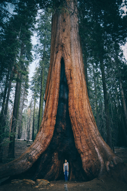 Getting that itch to see big trees again…Amanda in Sequoia National Park, CA. April 2015