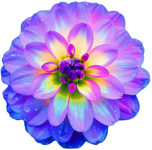 transparent-flowers:Dahlia.