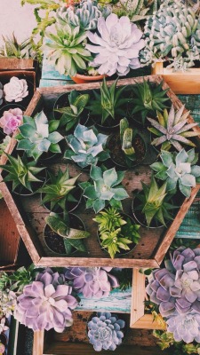 sashabloodsoup:Good morning ☕️☀️ Feeling better after yesterday’s crumble. I forgive myself for it, it’s something I have I just keep working on.  Kinda wanna grow some succulents and make myself a little succulent and crystal garden.