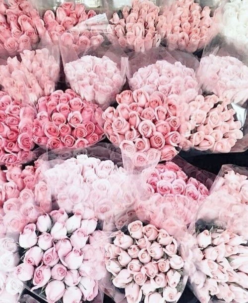 glamorous-tears: Pink roses are gorgeous ☺️