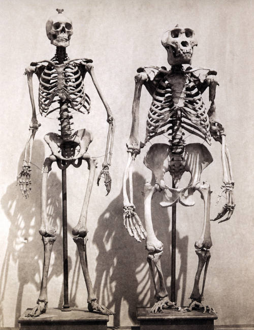 perzeve:  Skeletons of Man and of the Male Gorilla, c.1858 by Roger Fenton