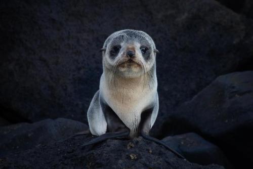 aww-cute-animals:Baby New Zealand Fur Seal