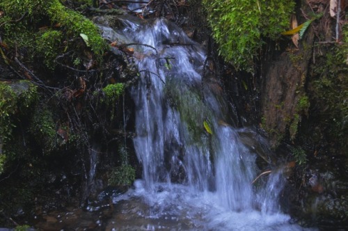 megarah-moon: There’s just something magical about a little waterfall in a forest✨ (Navarro Ri