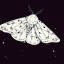 noblemoth