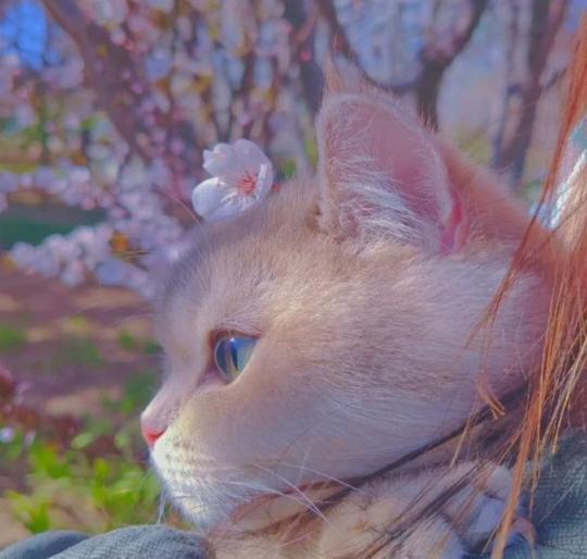 動物 可愛い イラスト 動物 かわいい 画像 動物 かわいい 動画 動物 かわいい なぜ Explore Tumblr Posts And Blogs Tumgir