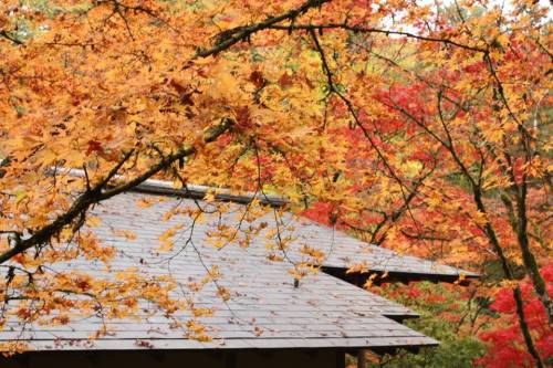 orange from the seattle Japanese garden :)by yours truly :3