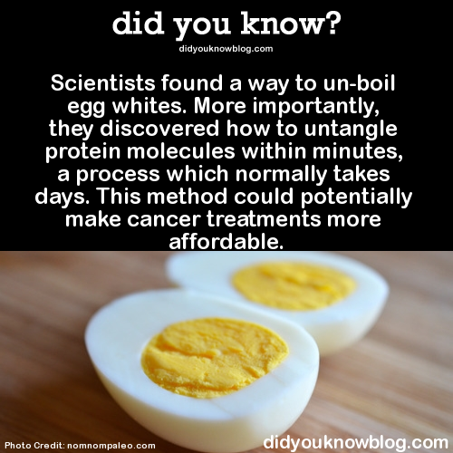 did-you-kno:  Scientists found a way to un-boil egg whites. More importantly, they discovered how to untangle protein molecules within minutes, a process which normally takes days. This method could potentially make cancer treatments more affordable.