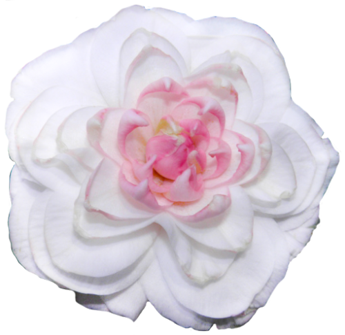 transparent-flowers:“Springhead Gem.” Camellia japonica. (x).